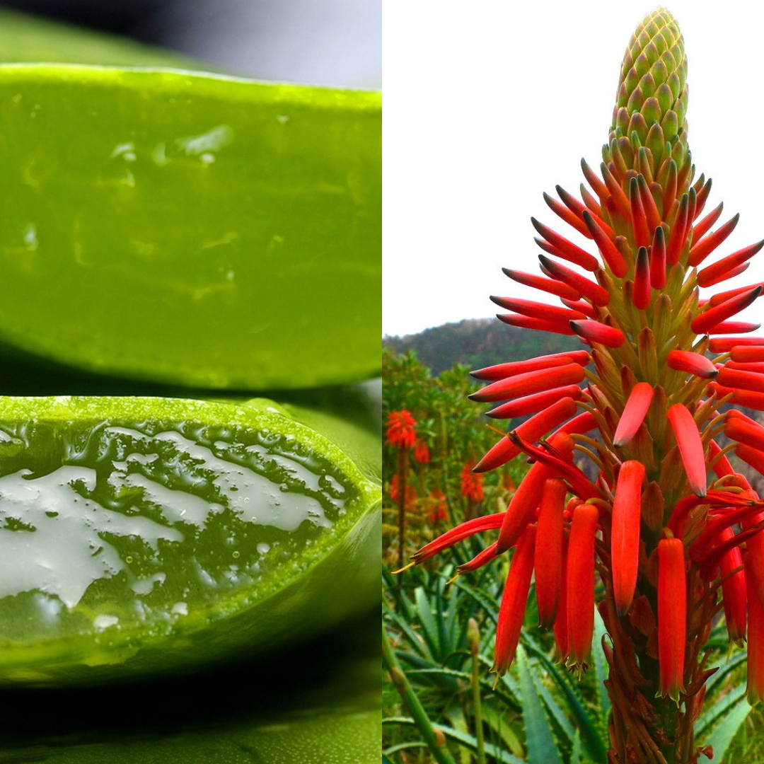 Differenza tra Aloe Vera e Aloe Arborescens
