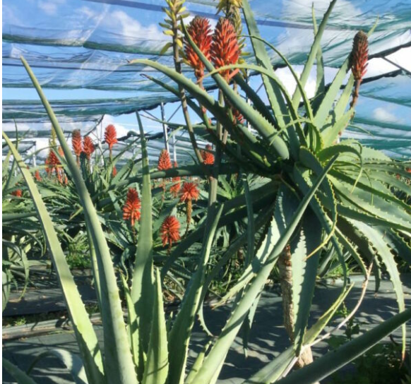 Proprietà e Benefici dell'Aloe Arborescens
