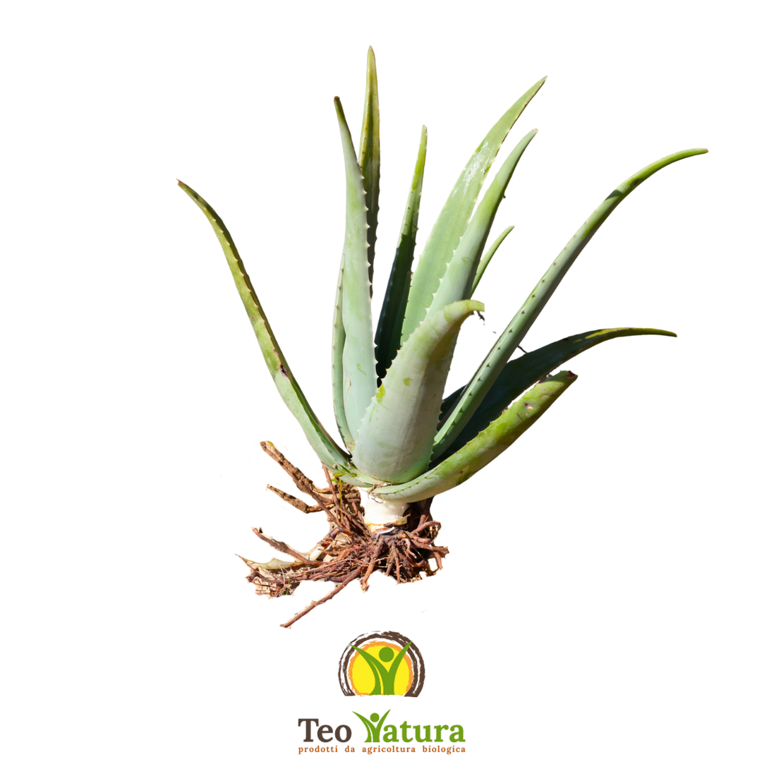 Pianta Aloe Vera Biologica con Radici
