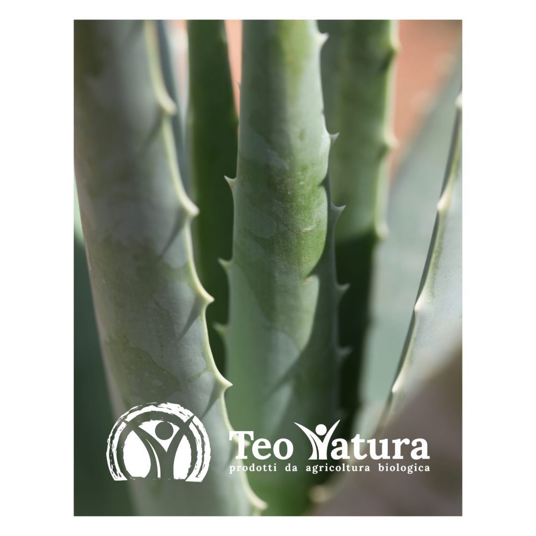Planta de aloe vera orgánica