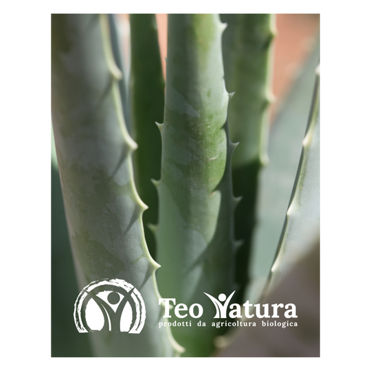 Planta de aloe vera orgánica