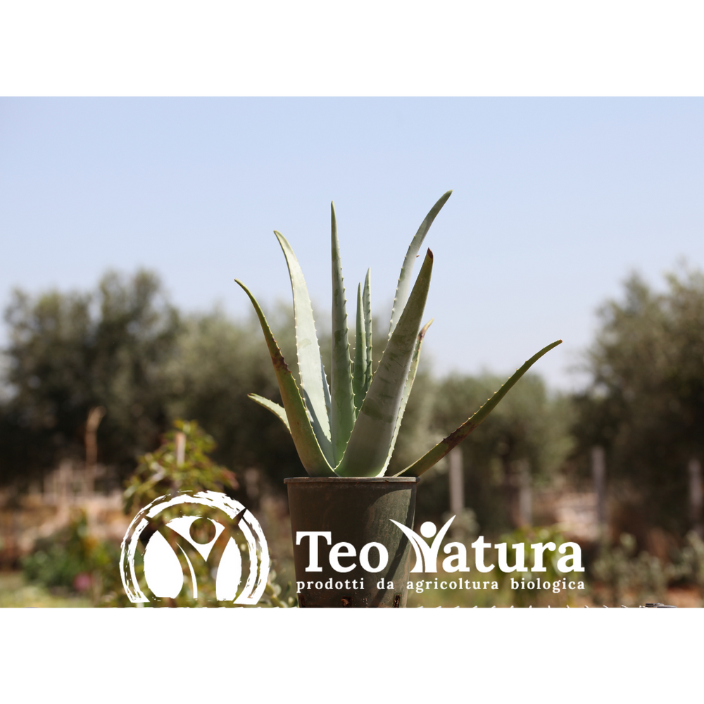 Planta de aloe vera orgánica