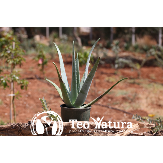 Planta de aloe vera orgánica