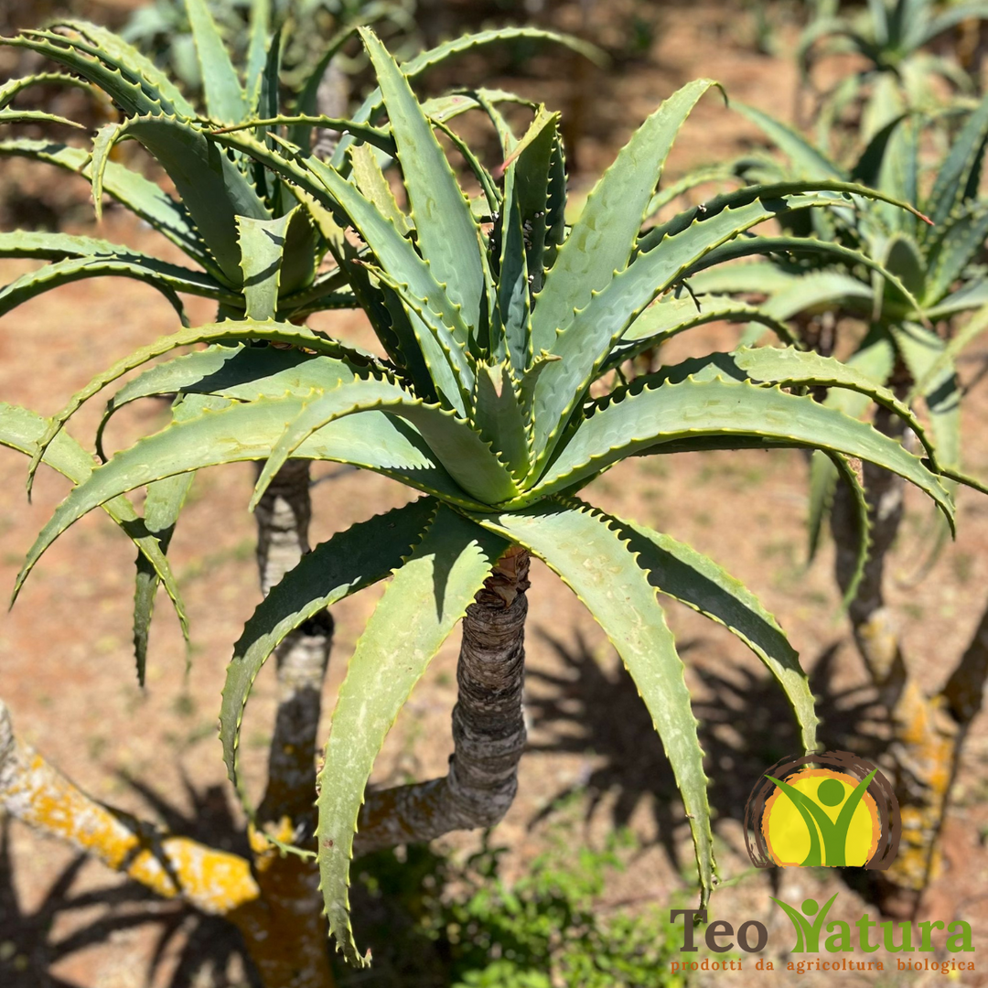 Pianta Aloe Ibrida: Purezza Biologica e Forza Naturale dalla Sicilia