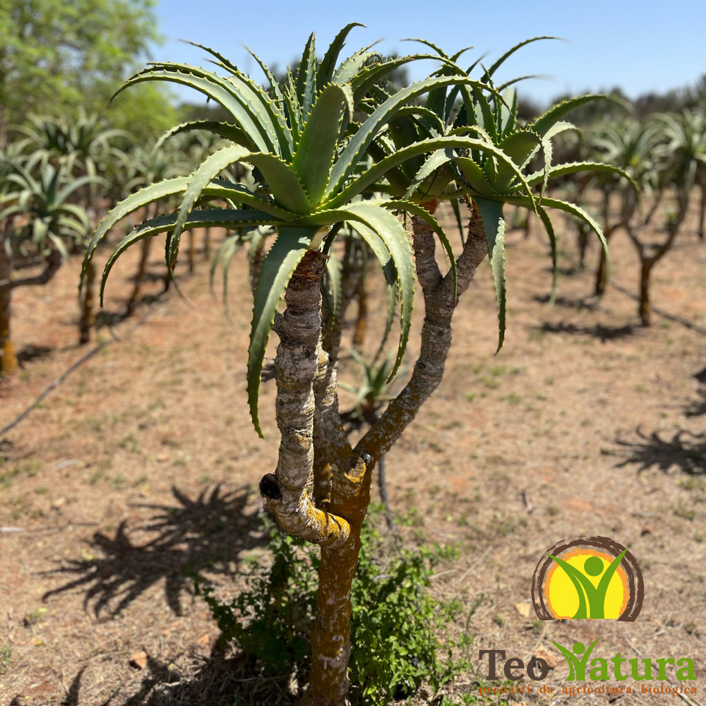 Planta híbrida de aloe: pureza orgánica y fuerza natural de Sicilia