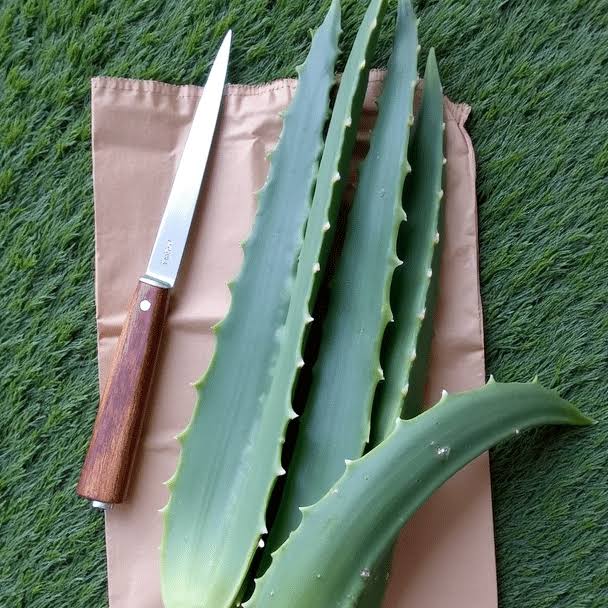 Hojas frescas orgánicas de Aloe Arborescens