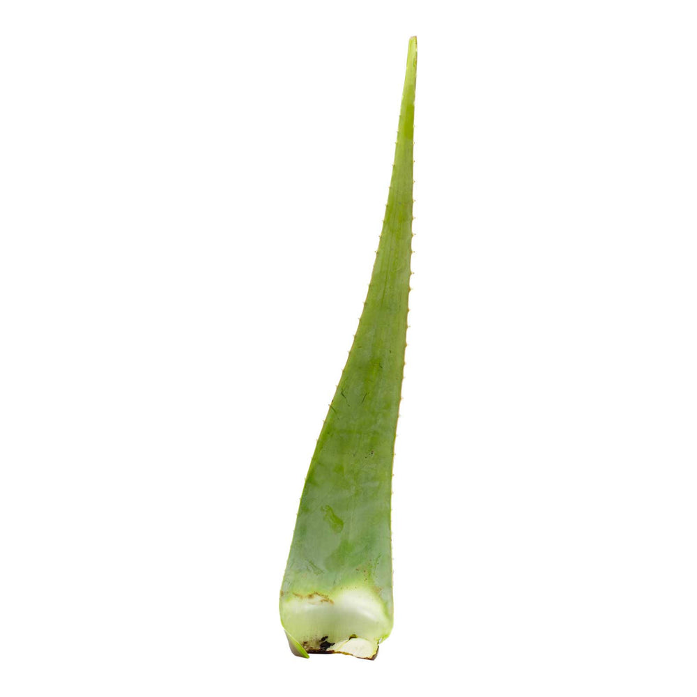 Hojas de aloe vera orgánico (o barbadensis)